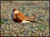 aus_pratincole_13159