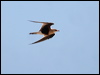 aus_pratincole_42026