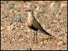 aus_pratincole_42487