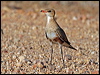 aus_pratincole_42543