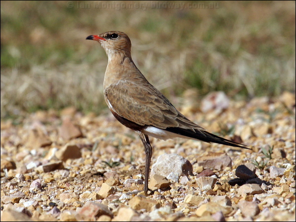 Australian Pratincole aus_pratincole_00408.psd