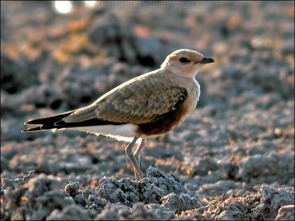 Australian Pratincole aus_pratincole_13136.psd