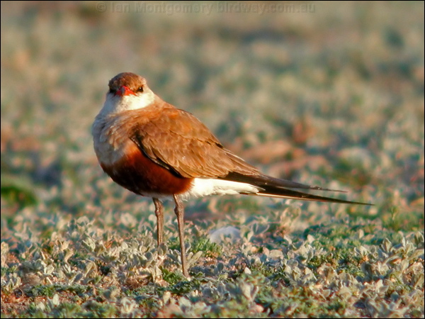 Australian Pratincole aus_pratincole_13159.psd