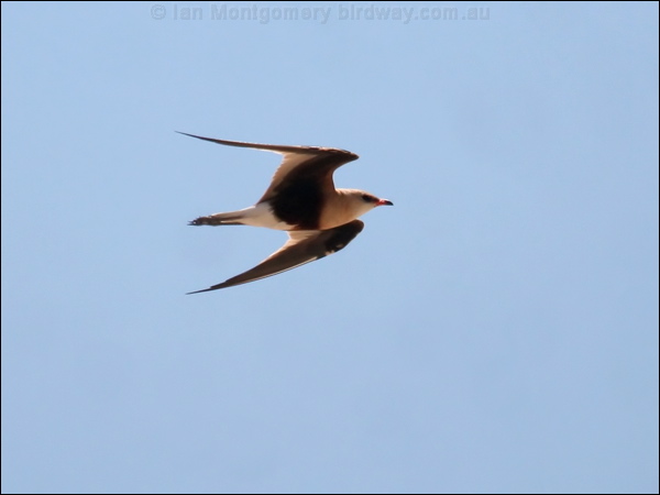 Australian Pratincole aus_pratincole_42026.psd