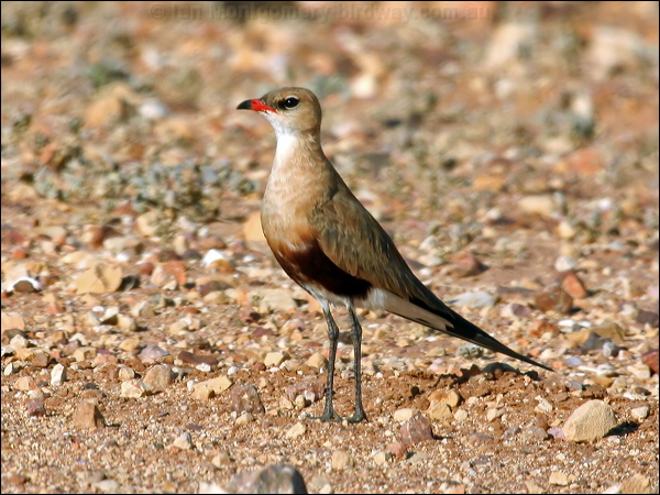 Australian Pratincole aus_pratincole_42487.psd
