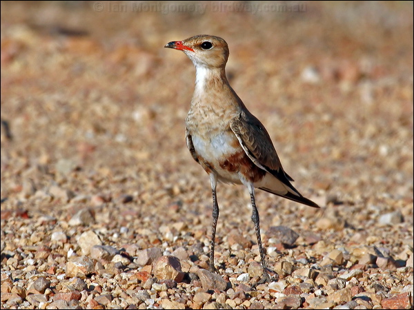 Australian Pratincole aus_pratincole_42543.psd