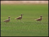 creamcolour_courser_160012