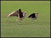 creamcolour_courser_160013