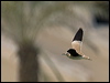 creamcolour_courser_160024