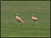creamcolour_courser_160052