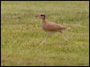 creamcolour_courser_160145