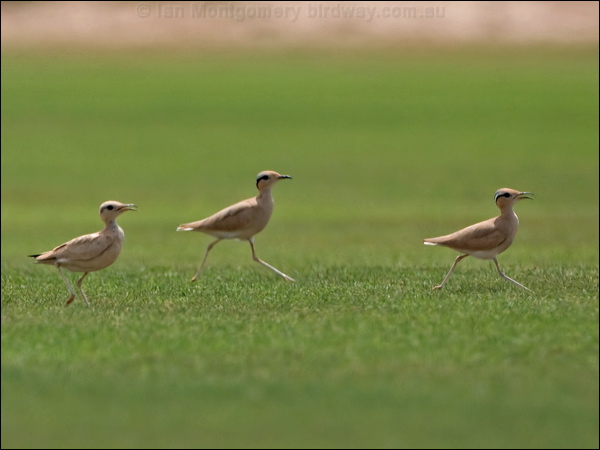 Cream-coloured Courser creamcolour_courser_160012.psd