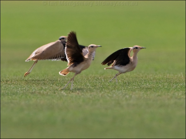 Cream-coloured Courser creamcolour_courser_160013.psd
