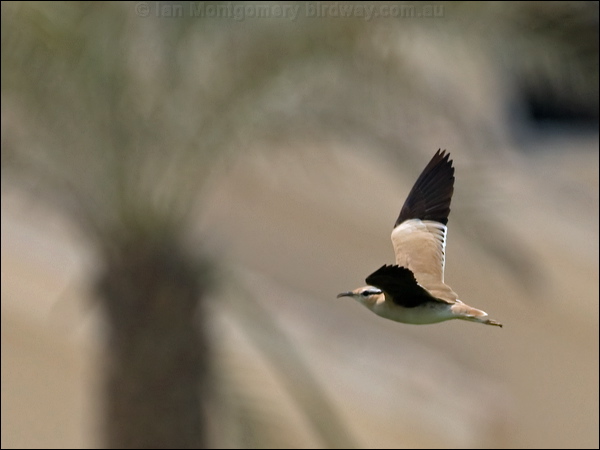Cream-coloured Courser creamcolour_courser_160024.psd