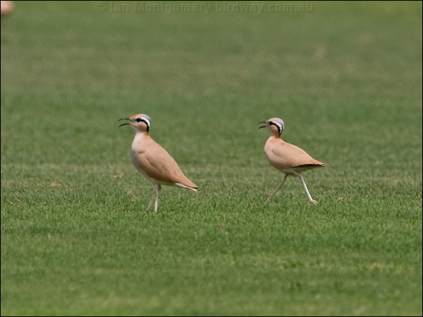 Cream-coloured Courser creamcolour_courser_160052.psd