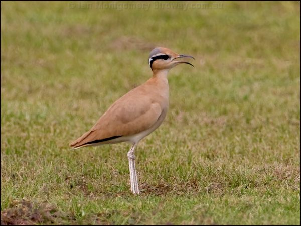 Cream-coloured Courser creamcolour_courser_160129.psd