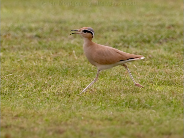 Cream-coloured Courser creamcolour_courser_160145.psd