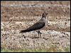 oriental_pratincole_44448