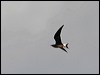 oriental_pratincole_44450