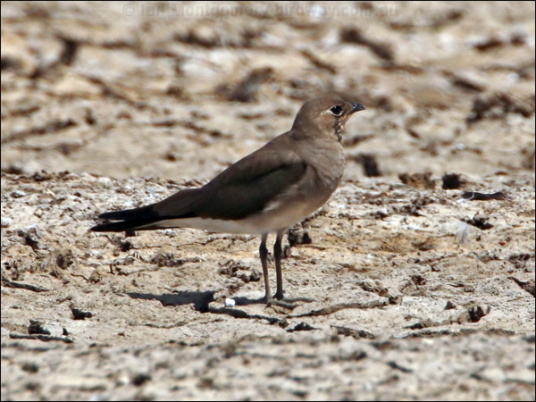Oriental Pratincole oriental_pratincole_44445.psd