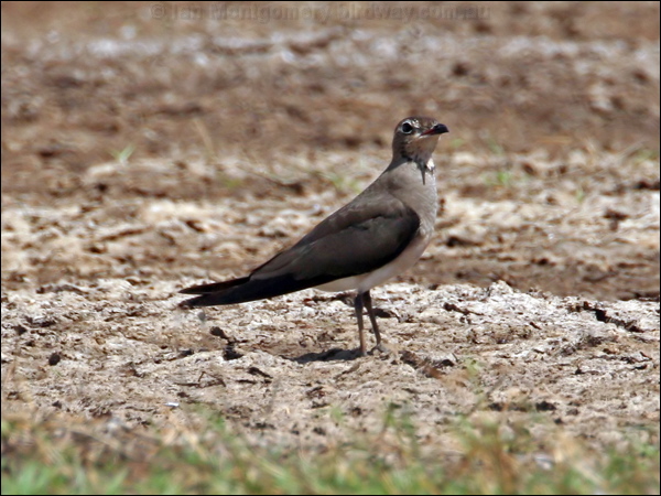 Oriental Pratincole oriental_pratincole_44448.psd