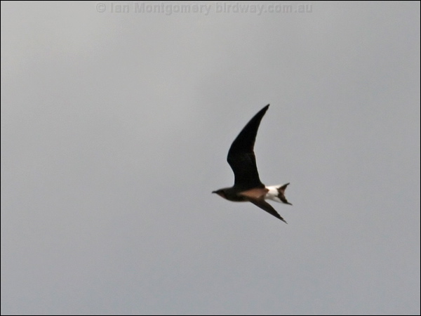 Oriental Pratincole oriental_pratincole_44450.psd