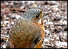 Click here to enter gallery and see photos of: Moustached and Spectacled Antpittas