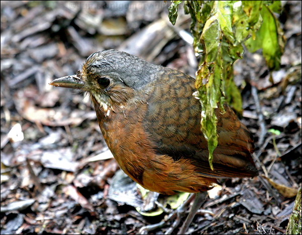 Moustached Antipitta moustached_antpitta_25296.psd