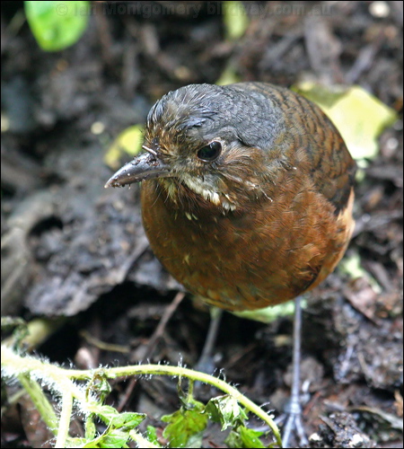 Moustached Antipitta moustached_antpitta_25303.psd