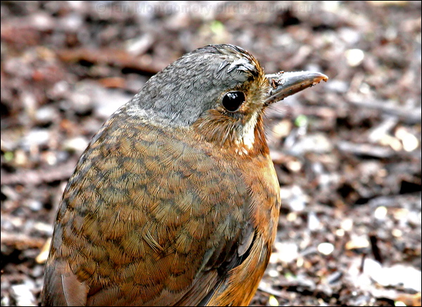 Moustached Antipitta moustached_antpitta_25318.psd