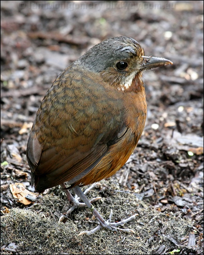 Moustached Antipitta moustached_antpitta_25324.jpg