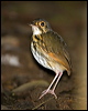 str_chest_antpitta_112961