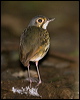 str_chest_antpitta_112963