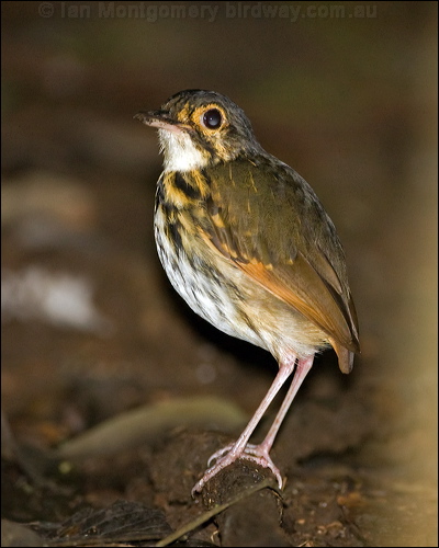 Streak-chested Antipitta str_chest_antpitta_112961.psd