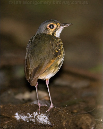 Streak-chested Antipitta str_chest_antpitta_112963.psd