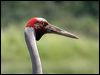 Click here to enter gallery and see photos of: Sarus, Sandhill Crane; Brolga