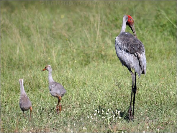 Brolga Brolga_05403.jpg