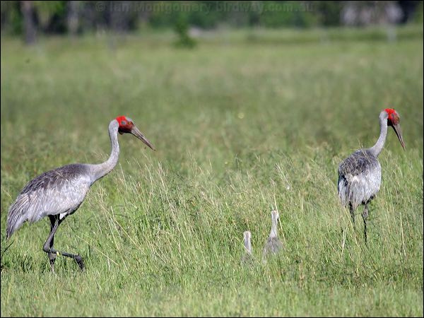Brolga Brolga_05417.jpg