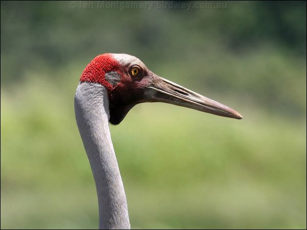 Brolga Brolga_62758.jpg