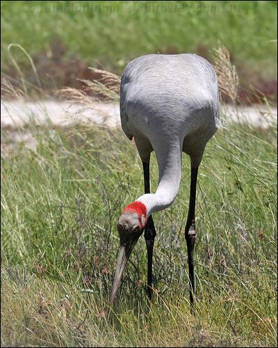 Brolga Brolga_62762.jpg