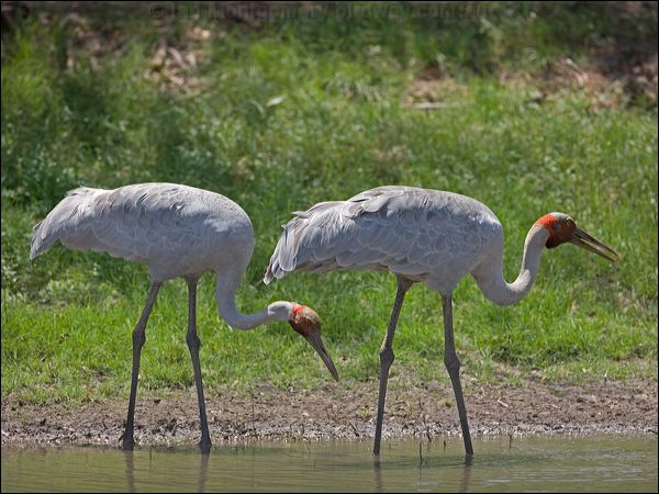 Brolga brolga_93032.psd