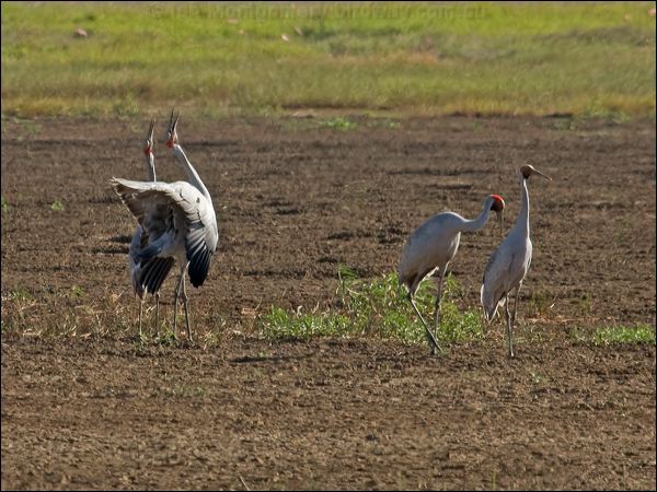 Brolga brolga_94500.psd