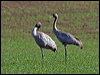 common_crane_143768
