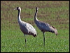 common_crane_143777