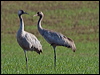 common_crane_143781