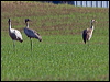 common_crane_143784