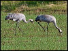 common_crane_143785