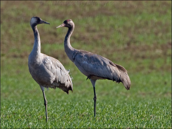 Common Crane common_crane_143781.psd