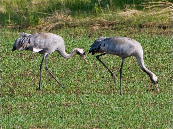 Common Crane common_crane_143785.psd