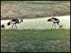grey_crowned_crane_s0016
